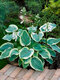 Hosta ‘American Halo‘ 20/30 cm v črepníku 3l Hosta ‘American Halo‘