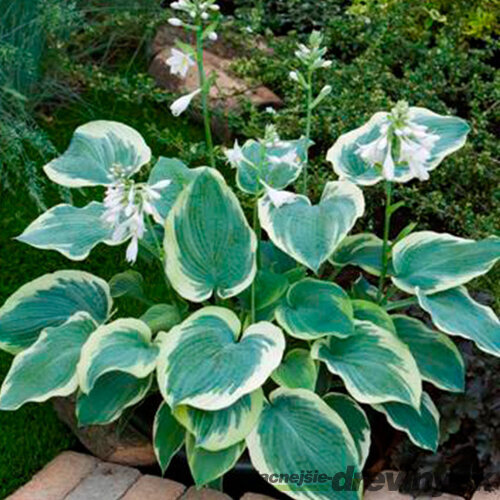 Hosta ‘American Halo‘ 20/30 cm v črepníku 3l Hosta ‘American Halo‘