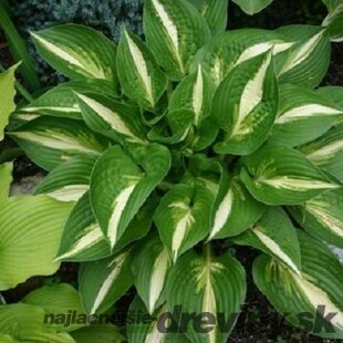 Hosta ‘Ann Kulpa‘ 20/30 cm v črepníku 3l Hosta ‘Ann Kulpa‘