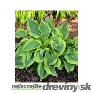 Hosta ‘Atlantis‘ 20/30 cm v črepníku 3l Hosta ‘Atlantis‘