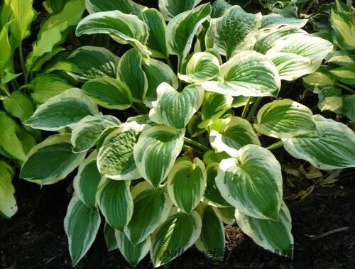 Hosta ‘Austin Dickinson‘ 20/30 cm v črepníku 3l Hosta Austin Dickinson  