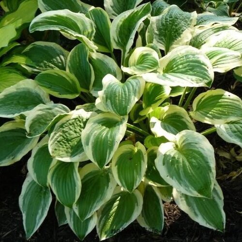 Hosta ‘Austin Dickinson‘ 20/30 cm v črepníku 3l Hosta Austin Dickinson  