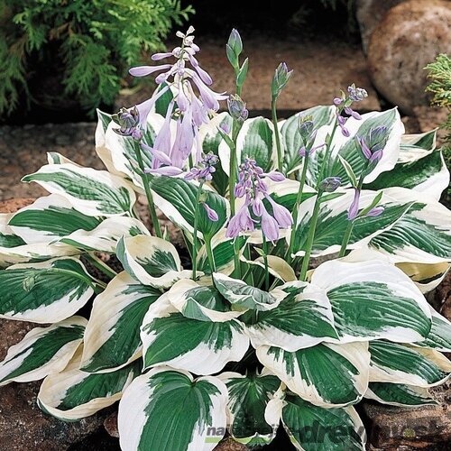 Hosta Autumn Frost, 20/30 cm v črepníku 3l Hosta Autumn Frost