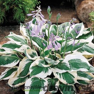 Hosta Autumn Frost, 20/30 cm v črepníku 3l Hosta Autumn Frost