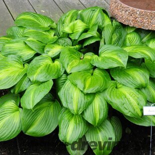 Hosta ‘Avocado‘ 20/30 cm v črepníku 3l Hosta ‘Avocado‘