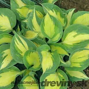 Hosta ‘Beach Boy‘ 20/30 cm v črepníku 3l Hosta ‘Beach Boy‘