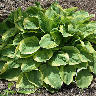 Hosta Bedazzled, v črepníku Hosta Bedazzled