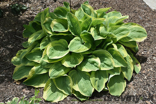 Hosta Bedazzled, v črepníku Hosta Bedazzled