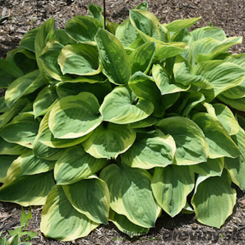 Hosta Bedazzled, v črepníku Hosta Bedazzled