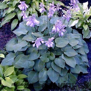 Hosta ‘Blue Cadet‘ 20/30 cm v črepníku 3l Hosta ‘Blue Cadet‘