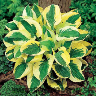 Hosta ‘Brim Cup‘ 20/30 cm v črepníku 3l Hosta ‘Brim Cup‘