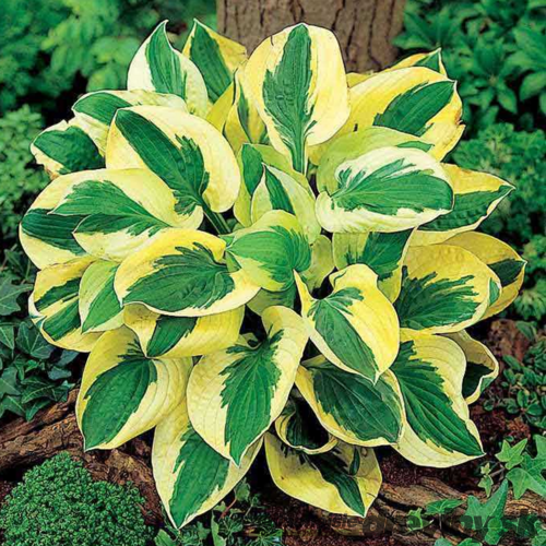 Hosta ‘Brim Cup‘ 20/30 cm v črepníku 3l Hosta ‘Brim Cup‘