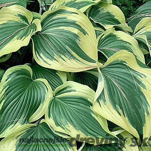 Hosta Broadway 20/30 cm v črepníku 3l Hosta ‘Broadway‘