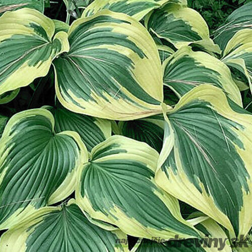 Hosta Broadway 20/30 cm v črepníku 3l Hosta ‘Broadway‘