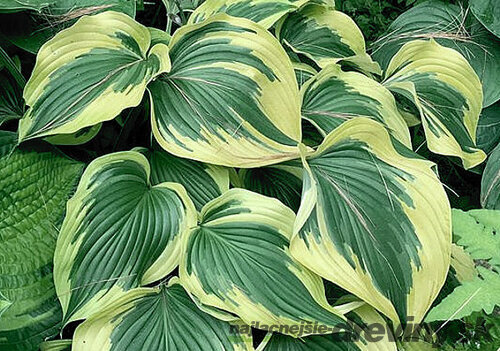 Hosta Broadway 20/30 cm v črepníku 3l Hosta ‘Broadway‘