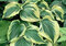 Hosta Broadway 20/30 cm v črepníku 3l Hosta ‘Broadway‘