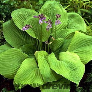 Hosta Captain‘s Adventure 20/30 cm , v črepníku 3l Hosta Captain‘s Adventure