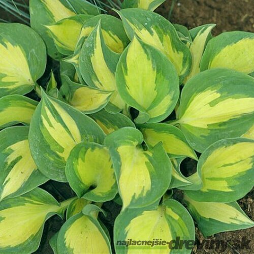 Hosta ‘Cathedral Windows‘,20/30 cm v črepníku 3l Hosta ‘Beach Boy‘