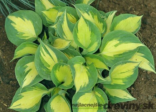 Hosta ‘Cathedral Windows‘,20/30 cm v črepníku 3l Hosta ‘Beach Boy‘