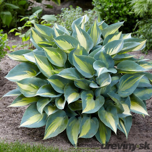 Hosta Delta Dawn 20/30 cm v črepníku 3l Hosta ‘Delta Dawn‘