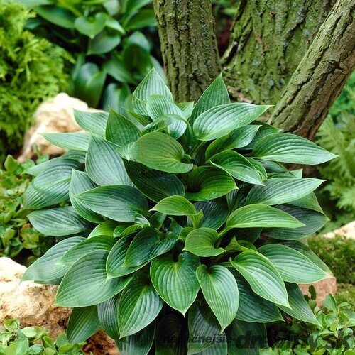 Hosta Devon Green 20/30 cm v črepníku 3l Hosta ‘Devon Green‘