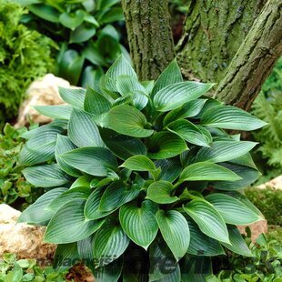 Hosta Devon Green 20/30 cm v črepníku 3l Hosta ‘Devon Green‘