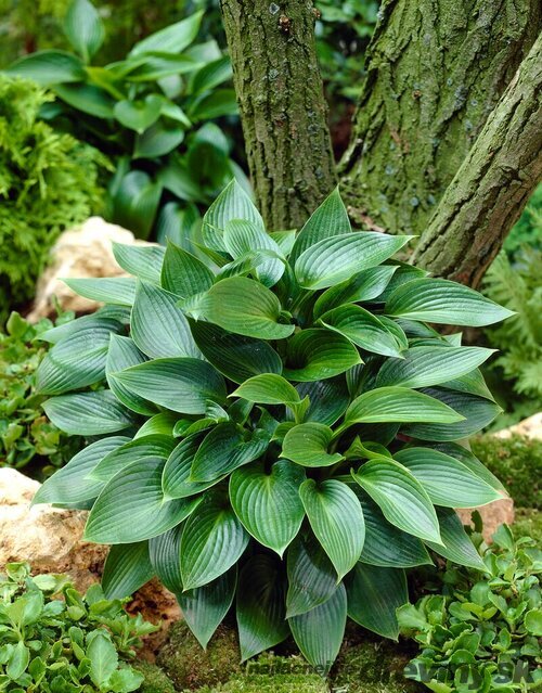 Hosta Devon Green 20/30 cm v črepníku 3l Hosta ‘Devon Green‘