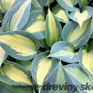 Hosta Dream Queen 20/30 cm v črepníku 3l Hosta ‘Dream Queen‘