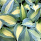 Hosta Dream Queen 20/30 cm v črepníku 3l Hosta ‘Dream Queen‘