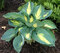 Hosta Dream Weawer 20/30 cm v črepníku 3l Hosta ‘Dream Weaver‘