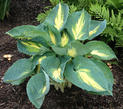 Hosta Dream Weawer 20/30 cm v črepníku 3l Hosta ‘Dream Weaver‘