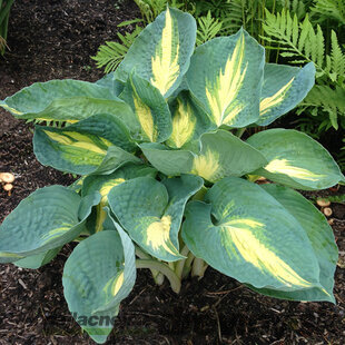 Hosta Dream Weawer 20/30 cm v črepníku 3l Hosta ‘Dream Weaver‘