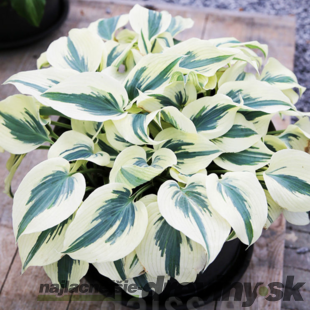 Hosta Firn Line 20/30 cm v črepníku 3l Hosta ‘Firn Line‘