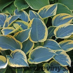 Hosta First Frost 20/30 cm v črepníku 3l Hosta ‘First Frost‘