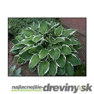 Hosta Francee 20/30 cm v črepníku 3l Hosta ‘Francee‘