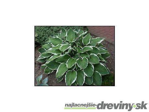 Hosta Francee 20/30 cm v črepníku 3l Hosta ‘Francee‘