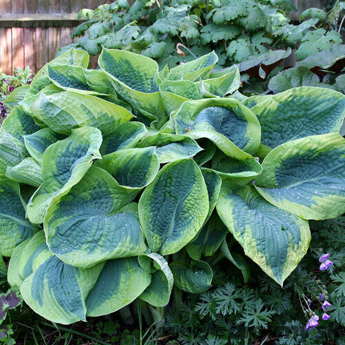 Hosta Frances Williams, v črepníku Hosta sieboldiana ‘Frances Williams‘