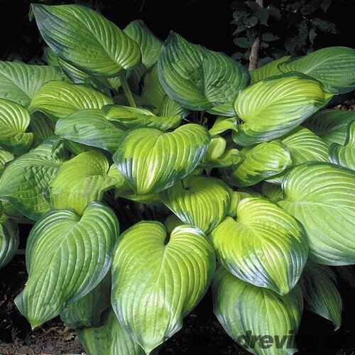 Hosta Guacamole 20/30 cm v črepníku 3l Hosta ‘Guacamole‘