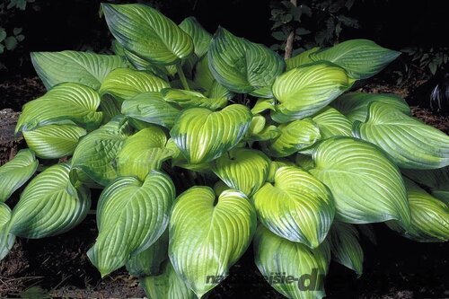 Hosta Guacamole 20/30 cm v črepníku 3l Hosta ‘Guacamole‘