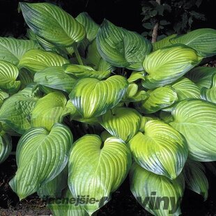 Hosta Guacamole 20/30 cm v črepníku 3l Hosta ‘Guacamole‘