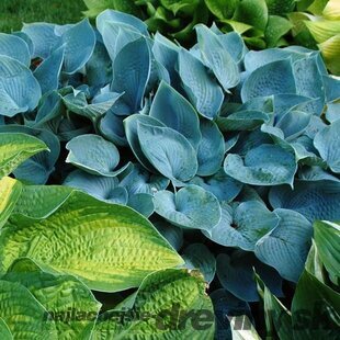 Hosta Hadspen Blue 20/30 cm v črepníku 3l Hosta ‘Hadspen Blue‘