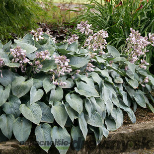 Hosta Halcyon, v črepníku Hosta tardiana ‘Halcyon‘