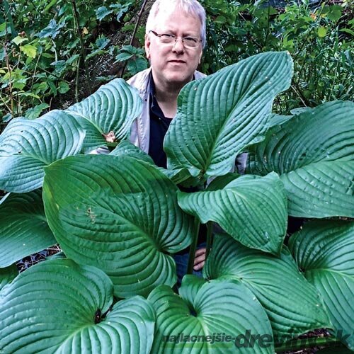 Hosta Kingsize 20/30 cm v črepníku 3l Hosta ‘Kingsize‘