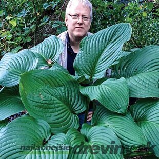 Hosta Kingsize 20/30 cm v črepníku 3l Hosta ‘Kingsize‘