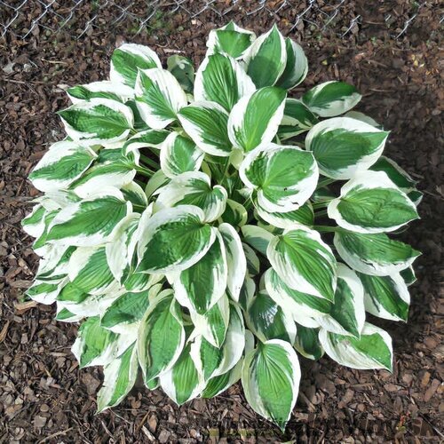 Hosta ‘Lakeside Minuteman 20/30 cm v črepníku 3l Hosta ‘Minuteman‘