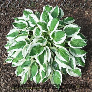 Hosta ‘Lakeside Minuteman 20/30 cm v črepníku 3l Hosta ‘Minuteman‘