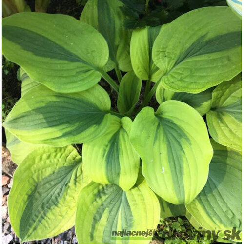 Hosta Moon Split 20/30 cm v črepníku 3l Hosta ‘Moon Split‘