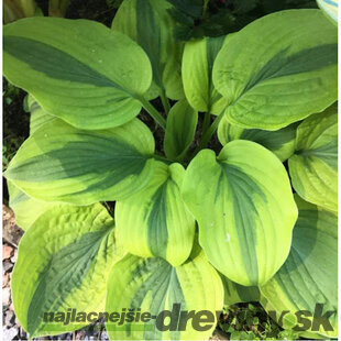 Hosta Moon Split 20/30 cm v črepníku 3l Hosta ‘Moon Split‘