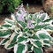 Hosta Patriot 20/30 cm v črepníku 3l Hosta Patriot