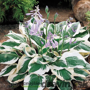 Hosta Patriot 20/30 cm v črepníku 3l Hosta Patriot